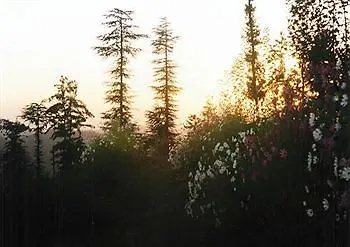 Hotel Whistling Pines Resort Shimla
